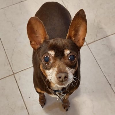 I’m a happy little Chihuahua 🐾 Una Chihuahua amistosa y aventurera 👗 📍 Argentina 🇦🇷
