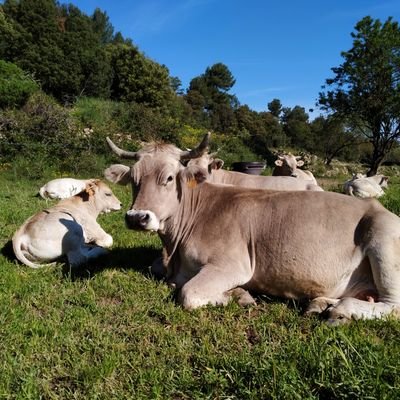 Pagès, Ramader i Veterinari
M'estimo la terra i els boscos del meu país!