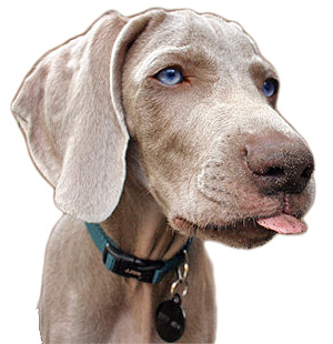 Functional Medicine, Evolutionary Biology, Biohacking, Paleo/AIP/Keto/IF, Cognitive Sciences, Artificial Intelligence, Dogs, Zurich