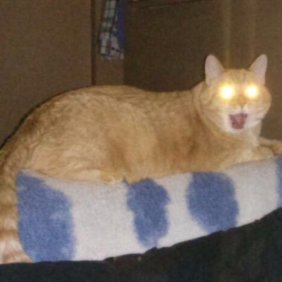 Izumi_shini's profile picture. 