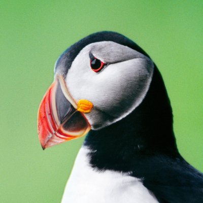 The PERSEC puffin