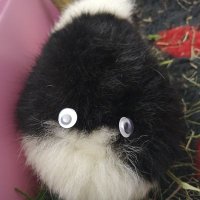Clover & Barry's lackey π (@fluffehpig) 's Twitter Profile