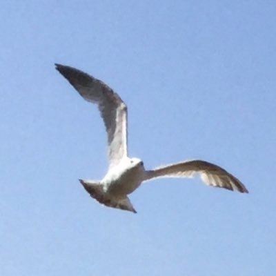 JCambrensis's profile picture. Linguist, logophile, world traveller, Francophile, sailor ...