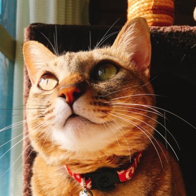 ほげたさんのプロフィール画像