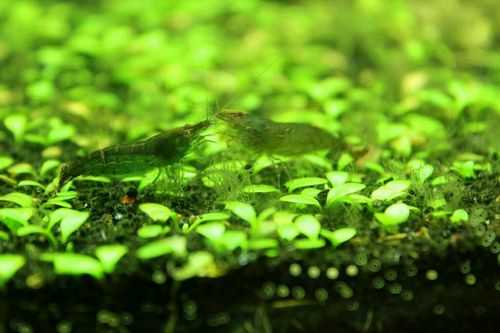 Chopperwalker23's profile picture. 