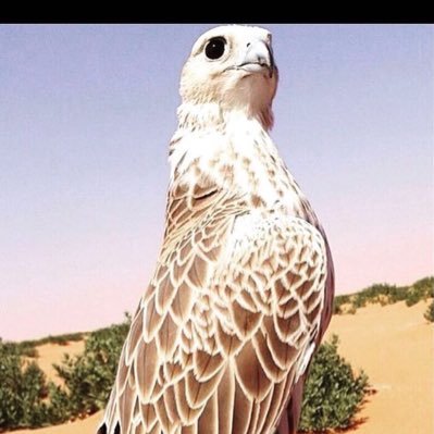 من يحترم نفسه يزيـد أحترامـه ويشاف بالعين الجليله ويحشـم ....