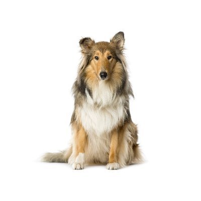 Funny puppy videos, dog photos and all about Scotch Collie here 🐶