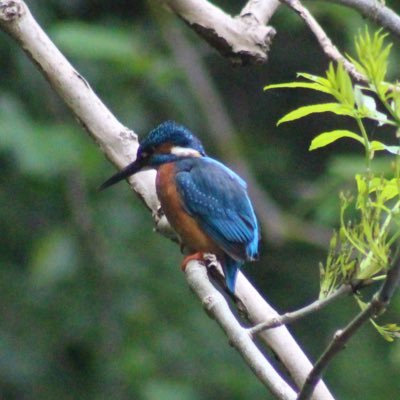 MidlothianWild1's profile picture. Two nature enthusiasts bringing you pictures and videos of wildlife from around Midlothian.