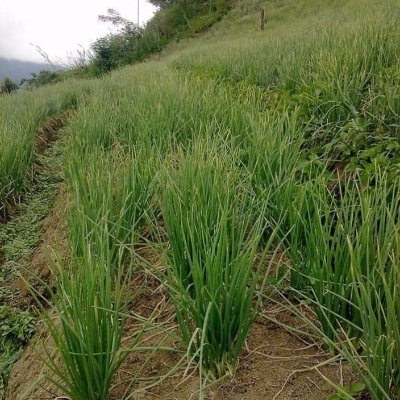 AmriMud's profile picture. hp wending