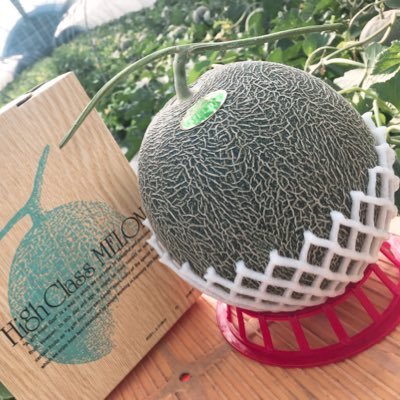 2JZlSsCSYv4AT5V's profile picture. メロンフードです！鹿児島県の垂水市でメロン農家しています！メロン農家3代目、栽培の様子や販売などを呟きます。 #メロン #農家直売