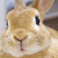 うさぎのご飯屋さん (@futaro_usagi) 's Twitter Profile