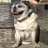 wheezie_dog's profile image