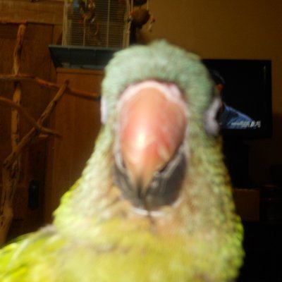 MilosParrots Profile Picture