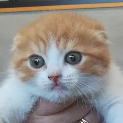 猫を3匹飼って心から思うこと「みんな違ってみんないい☺️」人も猫も✨☺️ぱんのすけ3歳♂スコ&くろまめ&きなころ保護猫兄弟3歳♂✨
YouTube動画はこちら→https://t.co/WvyJ7Wgi2S✨ショート動画はこちら→https://t.co/bfSnmstHbc