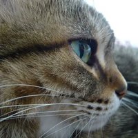 あーしゃん (@nyaonyao_280280) 's Twitter Profile