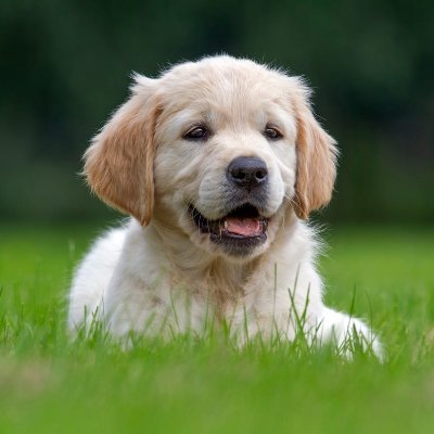 My Dog Guide is a dog-lovers paradise for learning, discovering, connecting with dog people everywhere.