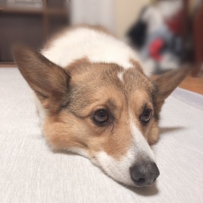 CocoAndDogs0429's profile picture. そこら辺にいる小娘です。 マイペースなコーギーと飼い主の日常。世界のコーギーを愛してます。可愛いわんちゃん見つけると無言フォローしちゃうかもです。どうかお許しを🥺