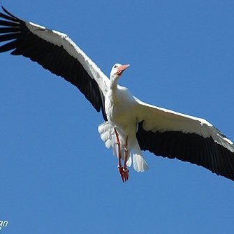 Rescate y captura de animales. No capturamos por deporte o afición. Nuestra labor es atrapar animales perdidos o que necesiten ayuda.