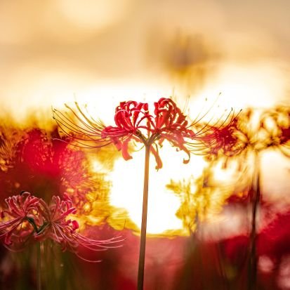 夜の花さんのプロフィール画像