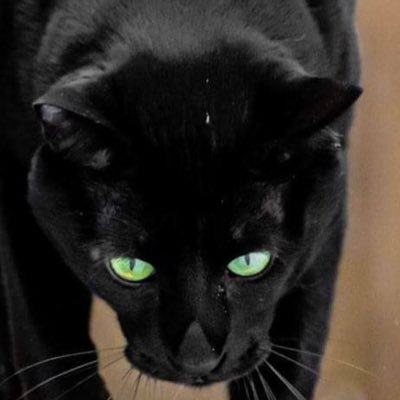 GatoNegrisimo's profile picture. 