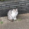 shibarkukuu's profile picture. 別にだらだら生きたっていいじゃない。表現の自由系というか一般通過AFEE会員な生き物https://t.co/BcAcIPQJFD