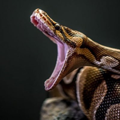 sesen7777's profile picture. python codecademy