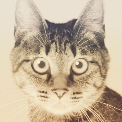 アップル橘さんのプロフィール画像