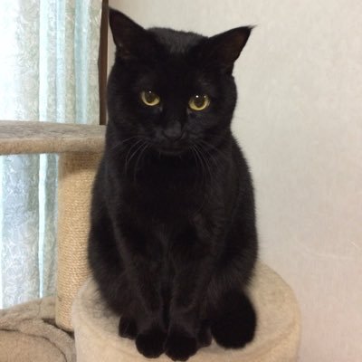 さよこ（あんこママ） (@ash34oki) / Posts / X