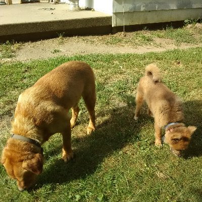 dragonvilight's profile picture. I am really into manga and anime. I also enjoy reading novels. One of my favorite authors is Tamora Pierce.