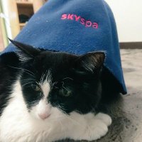 川崎のサウナ猫🤘 (@gtg7hqkjxrs0sdi) 's Twitter Profile