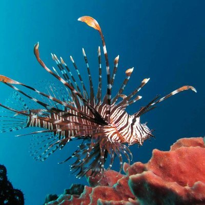 BioInvasiones
Espacio para informar sobre invasiones biológicas en América Latina.
Mantenido por Ileana Herrera.