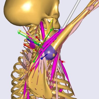 PT, Ph.D. 
I have a deep interest in shoulder joints.
Simulation studies with AnyBody.