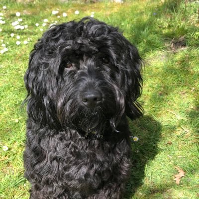 Pebu22308567's profile picture. 