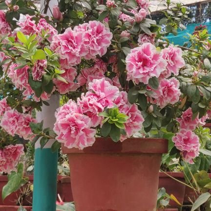 indian1604's profile picture. 