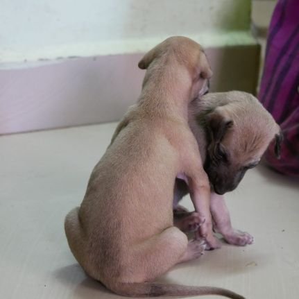 GGBullet2's profile picture. Iam dog lover