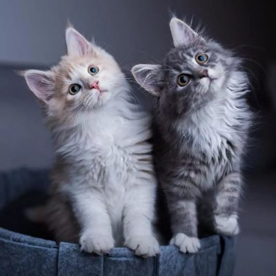 Everydaytech123's profile picture. 