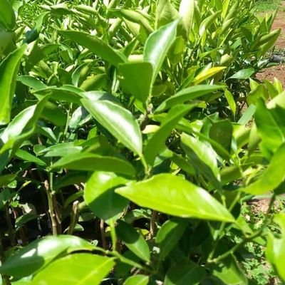 KrisogonV's profile picture. Managing director @Hort_Farms Dealing with Production and supply of fruit trees seedlings, vegetables seedlings and Drip irrigation System