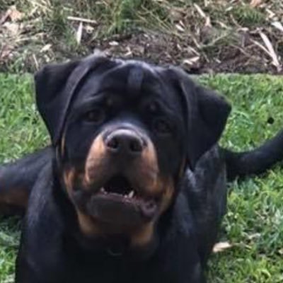 BlakeWWilshaw's profile picture. ☮️ and ❤️