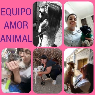 Facebook Amor Animal, en Instagram Amoranimal015, https://t.co/dBHlIBhfHo PayPal : amoranimal015@gmail.com  
Cuenta Caixa :
ES52 2100 3752 2121 0061 7612