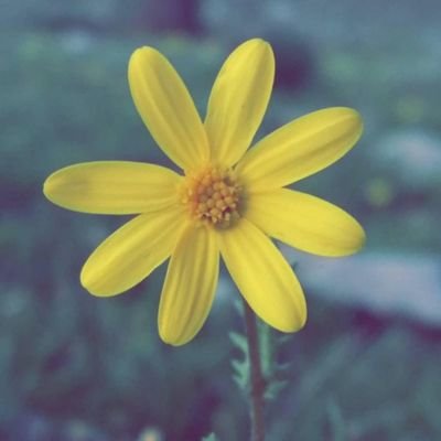ژیان کورتە بە ڕق و توڕەیی زیاتر کورتی مەکەوە 
هاوڕێی ڕاستەقینە کەمە بە گلەیی کردن لەدەستیان مەدە
دوژمن ژمارەیان زۆرەبە ڕەوشتە خراپەکانت ژمارەیان زیاتر م