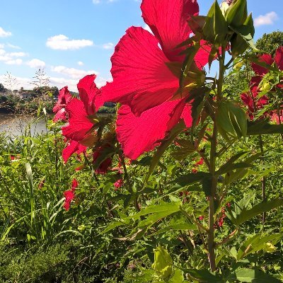 Joined'09, no tweets til'20Lockdown rdg Michael Levitt-Covid is over, Ultra MAGA, 2A-Constitution, Homeschool, Reading teacher, convert learning tradCatholicism