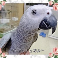 ヨウムのパトチャンネル〜PATO CHANNEL〜 (@channel_pato) 's Twitter Profile