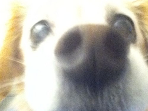 mizbez1's profile picture. reluctant participant in social media