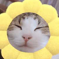 しっぽ (@misasakiii) Twitter profile photo