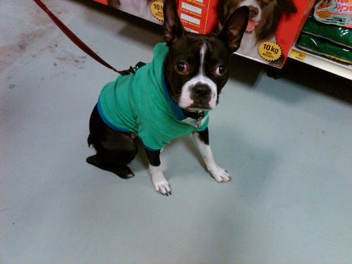 A_Chipper's profile picture. Deals, Food, Design and Boston Terriers.
