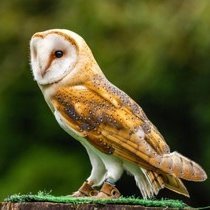 Owl Sanctuary & Animal Park based in Mid Cornwall. In our 34th Year of Rehabilitation, Conservation and Education for a wide range of owls and other animals.