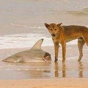 ポチ (@pochpoti) Twitter profile photo