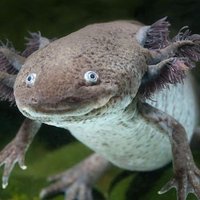 nanner ☭ (@nannersn) 's Twitter Profile