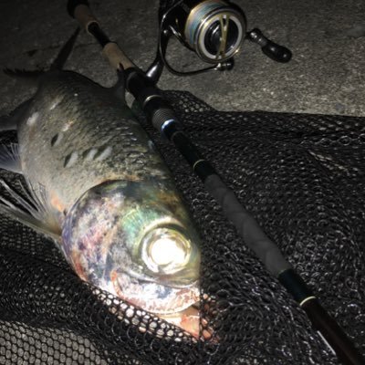 た コロナ金欠な学生 タックル整理中 左上から コザックmr レアリスシャッド52mr パブロシャッド59sp フラペン65s グラスミノーm赤金 ロックマックスmクリアホロ ミノーmクリアホロ ジグヘッドも7gを5つ程おまけでつけます
