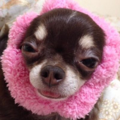 犬猫可愛いパラダイス あなたどなた かわいい もふもふ 動物 おもしろ 動物好きと繋がりたい おバカ 癒し ビックリ ブサカワ 犬 猫